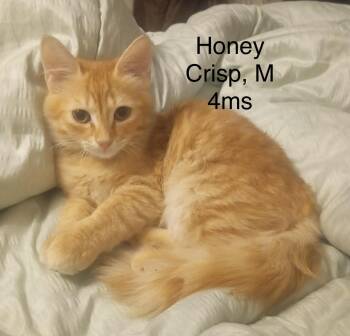 Honey Crisp -  Maine Coon and Tabby Cat for Adoption in Brampton, Ontario - Honey Crisp | PetCurious