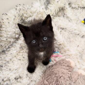 Auntie Anne -  Domestic Short Hair Cat for Adoption in Durango, Colorado - Auntie Anne | PetCurious