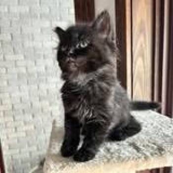 Slide -  Domestic Short Hair Cat for Adoption in West Olive, Michigan - Slide | PetCurious