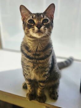 Rescue Domestic Short Hair Cats for Adoption in Greenville, Illinois - Gambit | PetCurious
