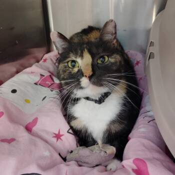 Calico Cats Available for Adoption in York, South Carolina - Rosie | PetCurious