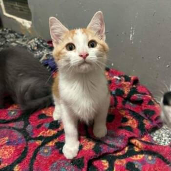 Arashi -  Domestic Short Hair Cat for Adoption in Antioch, California - Arashi | PetCurious