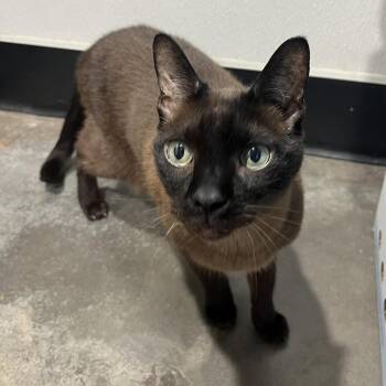 Thai -  Siamese Cat for Adoption in Tampa, Florida - Thai | PetCurious