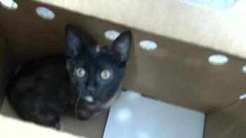 ELINOR -  Domestic Long Hair Cat for Adoption in Dallas, Texas - ELINOR | PetCurious
