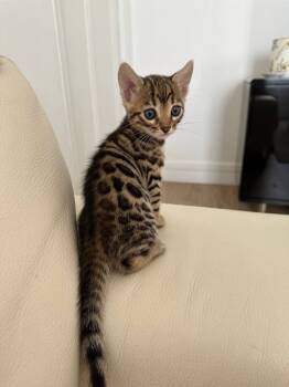 Della -  Bengal Cat for Adoption in Dallas, Texas - Della | PetCurious