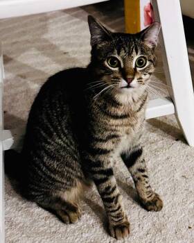 Domestic Short Hair Cats Available for Adoption in San Francisco, California - Popoki | PetCurious
