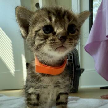 Cera -  Domestic Short Hair Cat for Adoption in Nashville, Tennessee - Cera | PetCurious