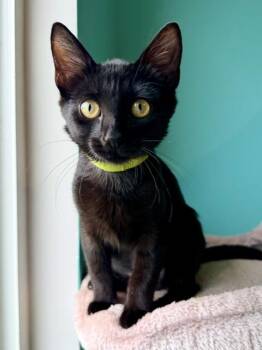Yokohama -  Domestic Short Hair Cat for Adoption in Cincinnati, Ohio - Yokohama | PetCurious