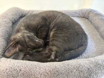 Margarette -  Domestic Short Hair Cat for Adoption in Peconic, New York - Margarette | PetCurious
