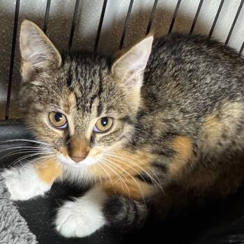 Indie -  Domestic Short Hair Cat for Adoption in Saginaw, Michigan - Indie | PetCurious