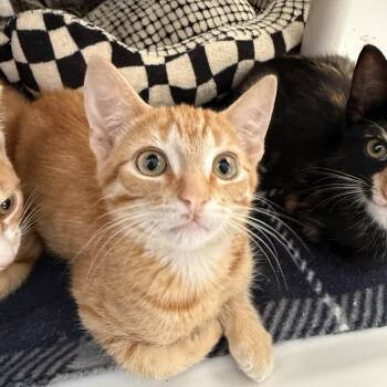 Rye -  Domestic Short Hair Cat for Adoption in Oconto, Wisconsin - Rye | PetCurious