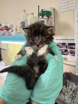 Domestic Short Hair Cats Available for Adoption in Riverside, California - PEP | PetCurious