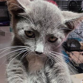 Scissors -  Domestic Short Hair Cat for Adoption in Leander, Texas - Scissors | PetCurious