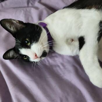 Chauncey -  Domestic Short Hair Cat for Adoption in Los Angeles, California - Chauncey | PetCurious