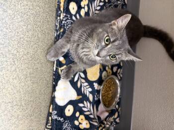 Rescue Tabby Cats for Adoption in Tulsa, Oklahoma - WANZA | PetCurious