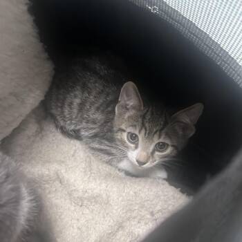 Butterfly -  Domestic Short Hair Cat for Adoption in Philadelphia, Pennsylvania - Butterfly | PetCurious