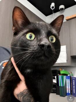 Gollum -  Domestic Short Hair Cat for Adoption in Huntington, Indiana - Gollum | PetCurious