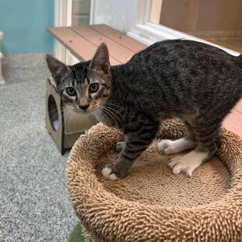Himmel -  Domestic Short Hair Cat for Adoption in Fresno, California - Himmel | PetCurious