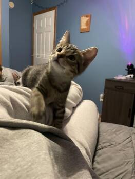 Rescue Domestic Short Hair Cats for Adoption in River Falls, Wisconsin - Willie | PetCurious