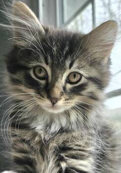 Maine Coon and Tabby Cats Available for Adoption - Oregano | PetCurious