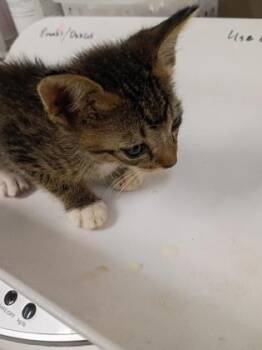 Spruce Tree -  Domestic Short Hair Cat for Adoption in Atlanta, Georgia - Spruce Tree | PetCurious
