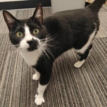 Jack 2 -  Domestic Short Hair Cat Available for Adoption in Cumming, Georgia - Jack 2 | PetCurious
