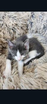Domestic Short Hair Cats Available for Adoption in Lewis Center, Ohio - Sterling (Hilltop Greys Part 1 2) | PetCurious