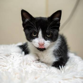 Domestic Short Hair Cats Available for Adoption in Gainesville, Georgia - Sheldon | PetCurious