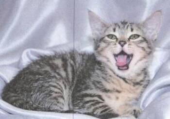 Tippy -  Domestic Short Hair Cat for Adoption in Bellevue, Washington - Tippy | PetCurious