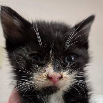 Niles -  Domestic Short Hair Cat for Adoption in Zanesville, Ohio - Niles | PetCurious