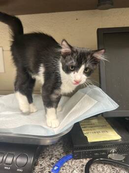 2026-09-057 -  Domestic Short Hair Cat for Adoption in Winder, Georgia - 2026-09-057 | PetCurious
