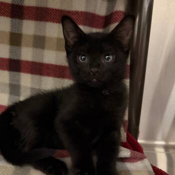 Rocky -  Domestic Short Hair Cat for Adoption in Las Vegas, Nevada - Rocky | PetCurious