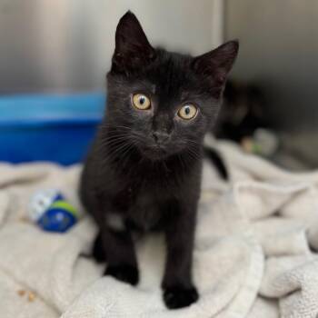 Oregano -  Domestic Short Hair Cat Available for Adoption in Asheville, North Carolina - Oregano | PetCurious