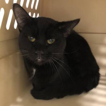 Avcadio -  Domestic Short Hair Cat for Adoption in Oak Park, Illinois - Avcadio | PetCurious