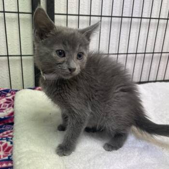 Domestic Short Hair Cats Available for Adoption in Long Beach, California - Ricotta | PetCurious