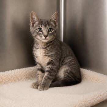 Chester -  Domestic Short Hair Cat for Adoption in Lathrop, California - Chester | PetCurious