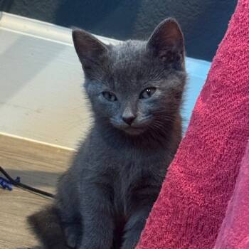 Rescue Domestic Short Hair Cats for Adoption in Missouri City, Texas - Lindor | PetCurious