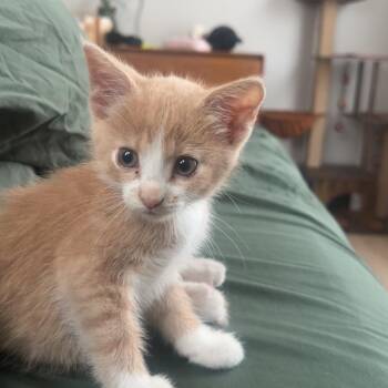 Winnie -  Domestic Short Hair Cat for Adoption in Columbia, Missouri - Winnie | PetCurious