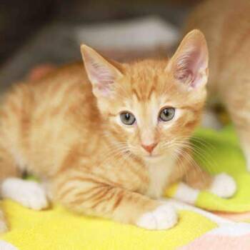 Domestic Short Hair Cats Available for Adoption in Atlanta, Georgia - Doctor Provolone | PetCurious