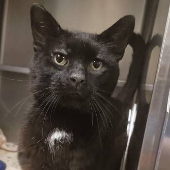 Cadbury -  Domestic Short Hair Cat for Adoption in Plover, Wisconsin - Cadbury | PetCurious