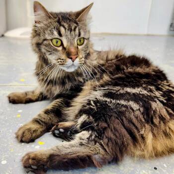 Cherie -  Domestic Long Hair Cat for Adoption in Lebanon, Missouri - Cherie | PetCurious