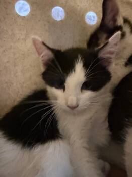 Please -  Domestic Short Hair Cat for Adoption in Fruit Heights, Utah - Please | PetCurious