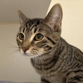 Tarot -  Domestic Short Hair Cat for Adoption in Naperville, Illinois - Tarot | PetCurious