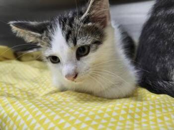 Rust -  Domestic Short Hair Cat for Adoption in Columbus, Indiana - Rust | PetCurious