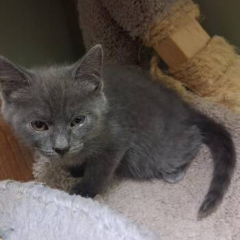 Cordelia -  Domestic Short Hair Cat for Adoption in Middlebury, Vermont - Cordelia | PetCurious