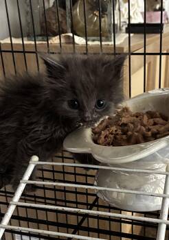Nina -  Domestic Medium Hair Cat for Adoption in Cuyahoga Falls, Ohio - Nina | PetCurious