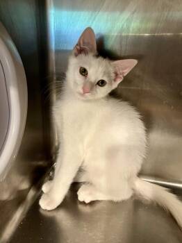 Neo -  Domestic Short Hair Cat for Adoption in Emerald Isle, North Carolina - Neo | PetCurious
