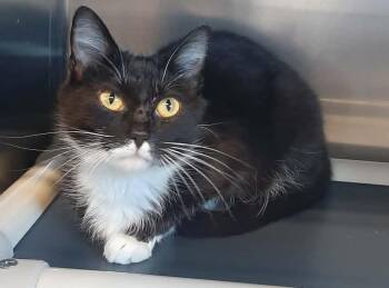 Raya -  Domestic Short Hair Cat for Adoption in Georgetown, Ohio - Raya | PetCurious