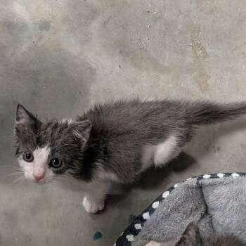 Rescue Domestic Short Hair Cats for Adoption in Jasper, Indiana - Marinara | PetCurious