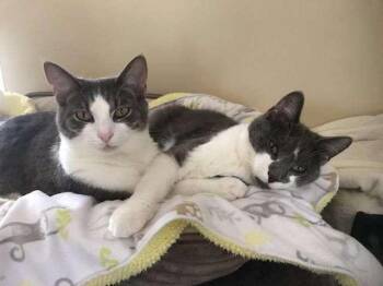 Marilyn, Lover Boy, & Goat -  Domestic Short Hair Cat for Adoption in Rootstown, Ohio - Marilyn, Lover Boy, & Goat | PetCurious